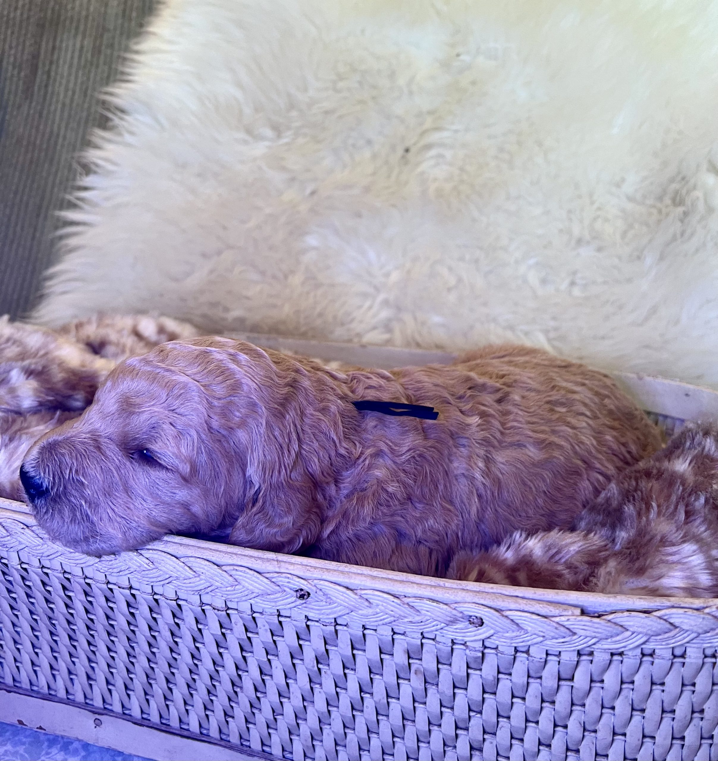 goldendoodle-puppy-kansas-adopt