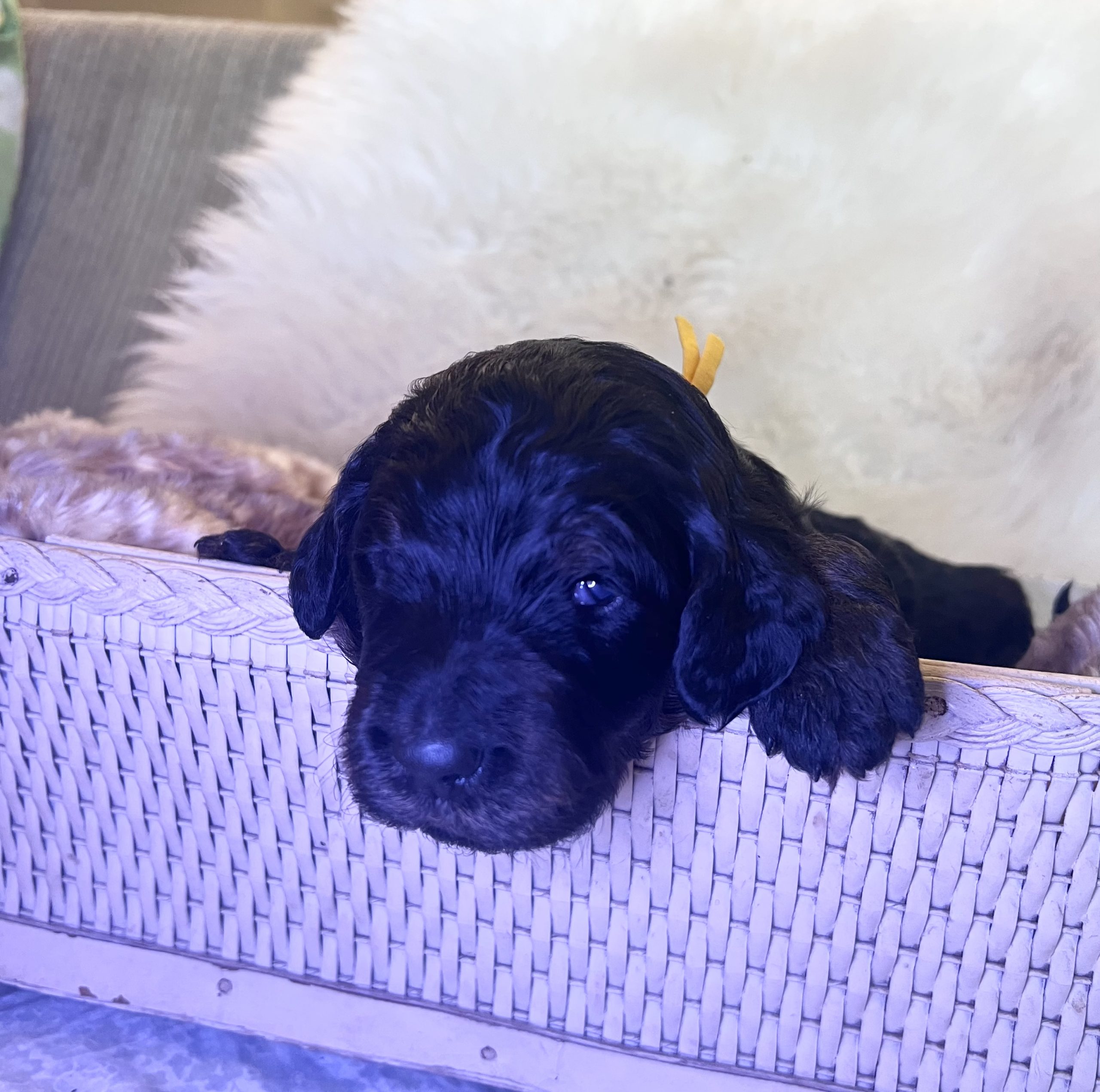 goldendoodle-puppy-for-sale