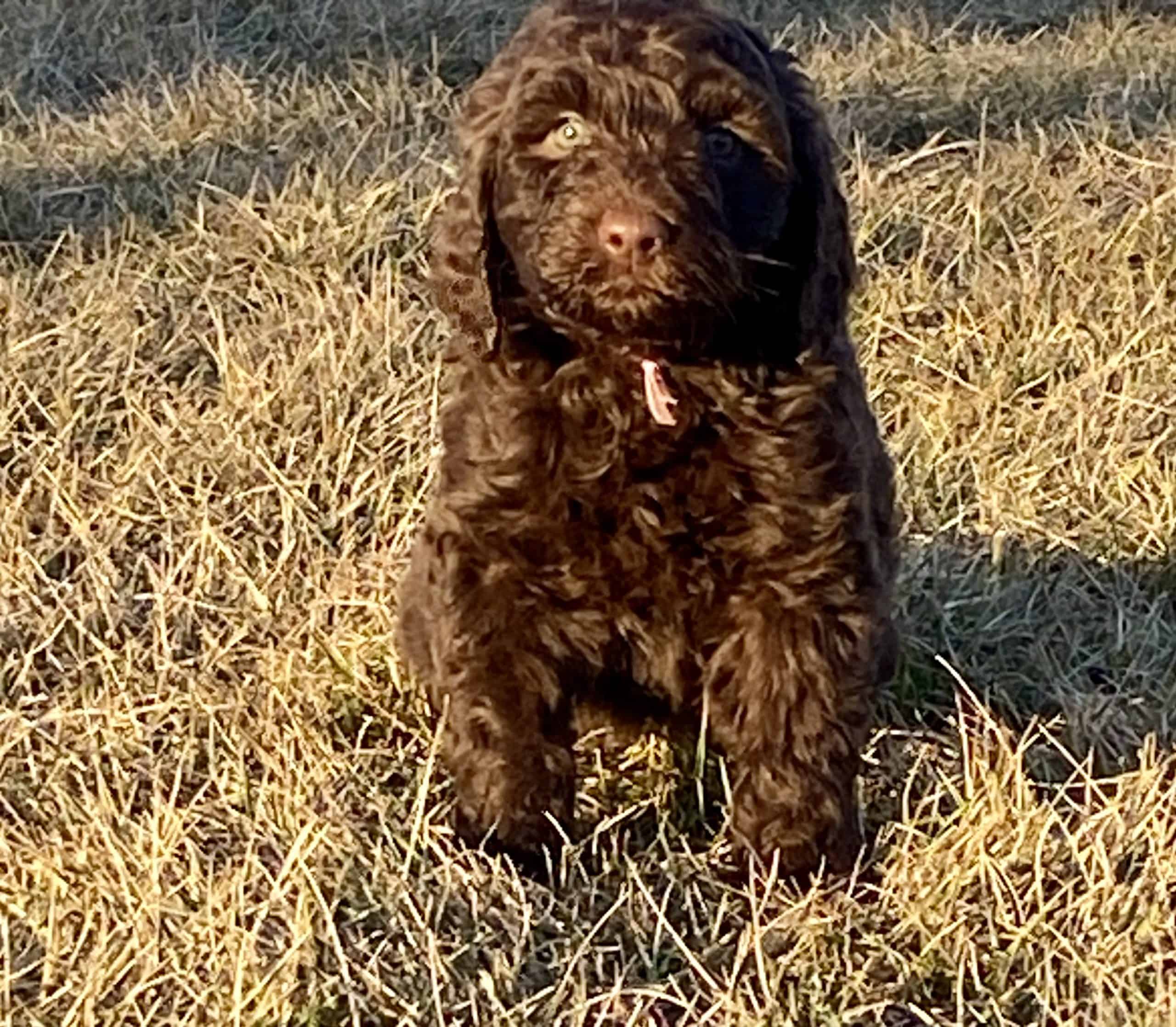 female brown puppy for sale in kansas