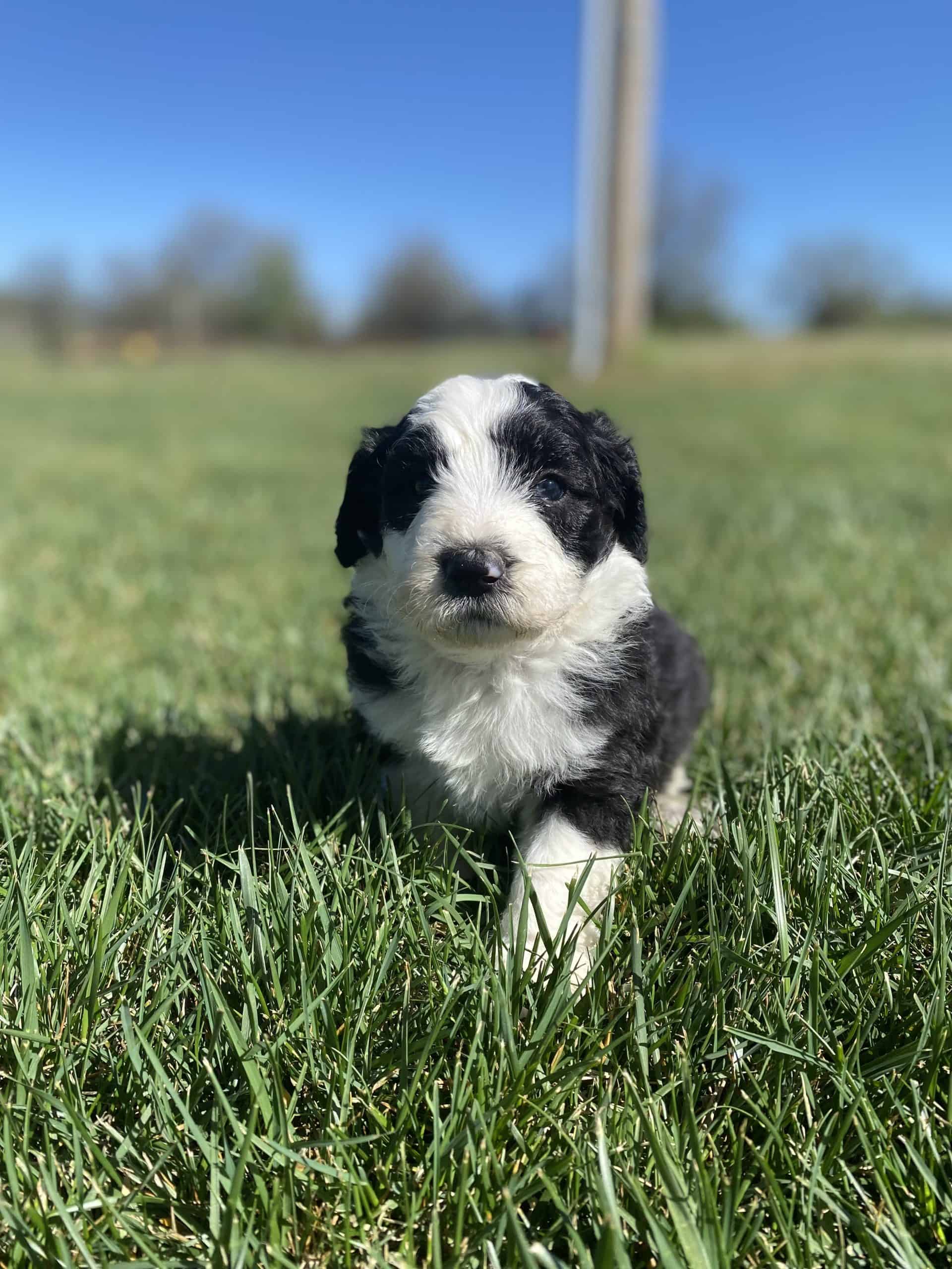 female-sheepadoodle-puppy-in-kansas-for-sale-2024-ellie