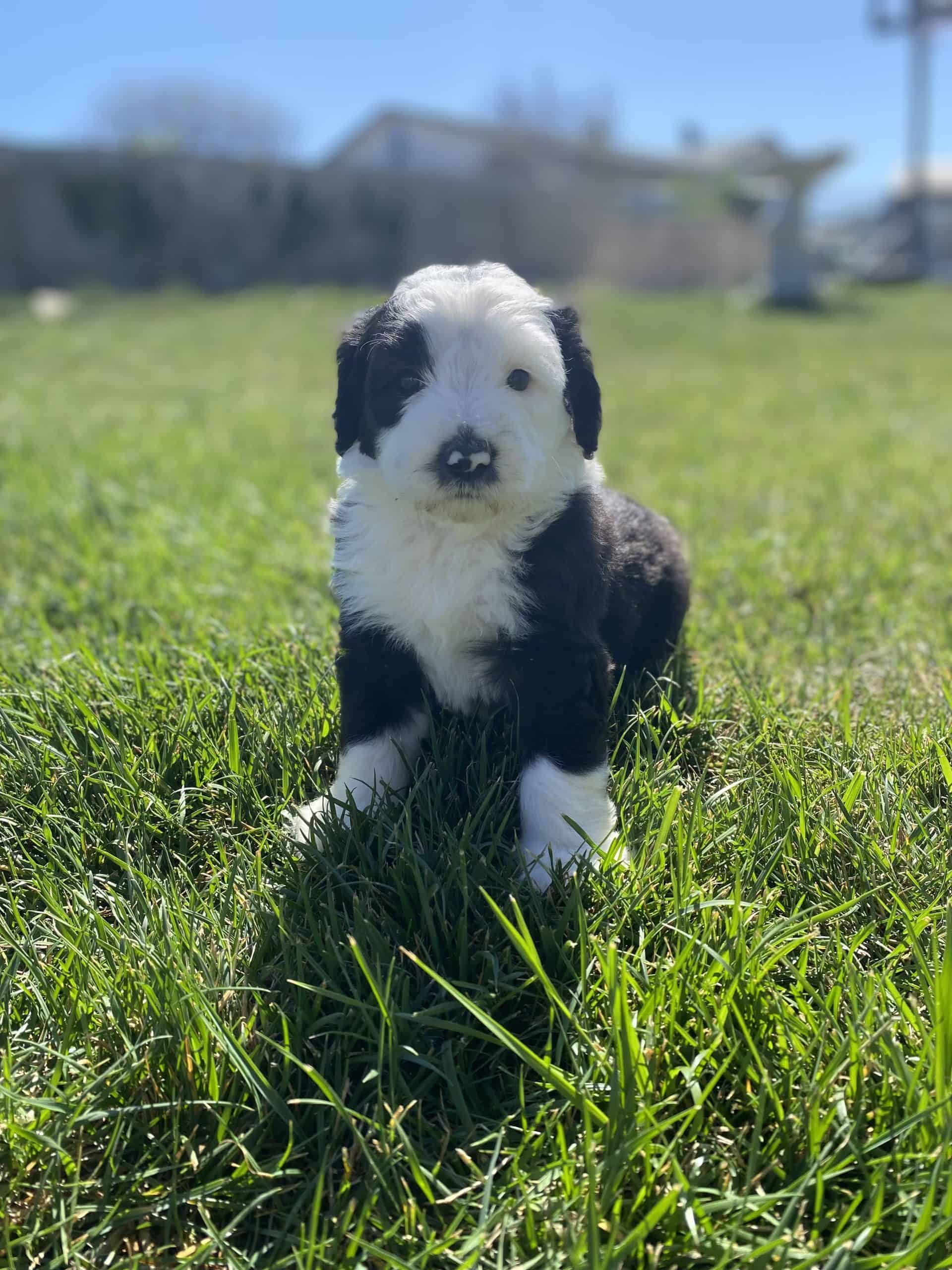 hazel-good-girl-puppy-sheepie