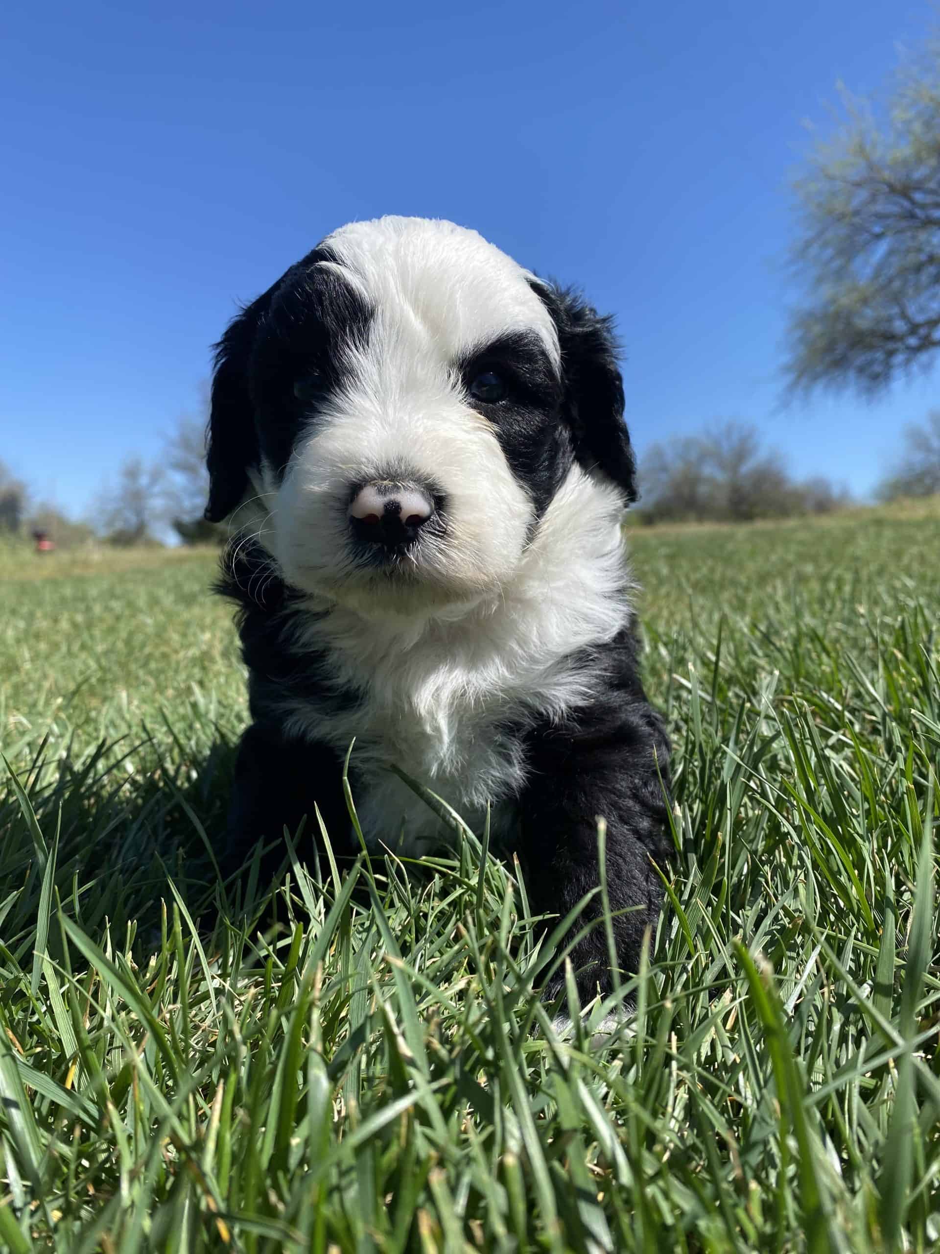 black and white puppy sheepadoodle hershey