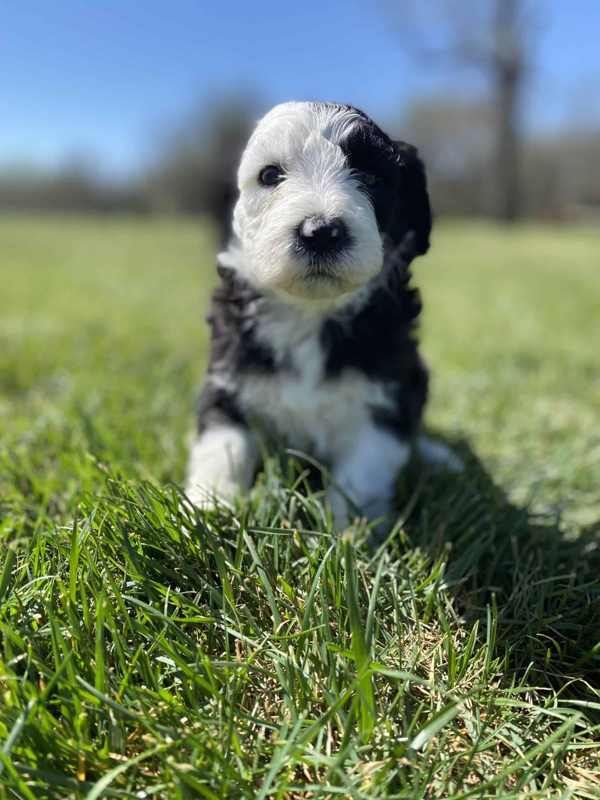 black and white puppy