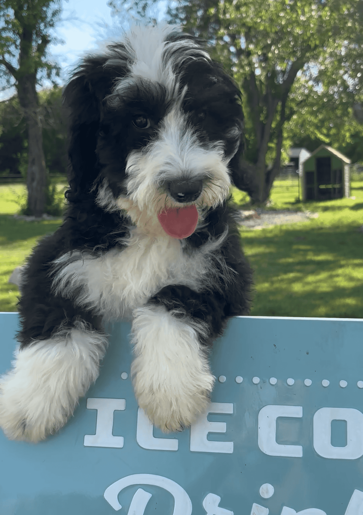 sheepadoodle puppy