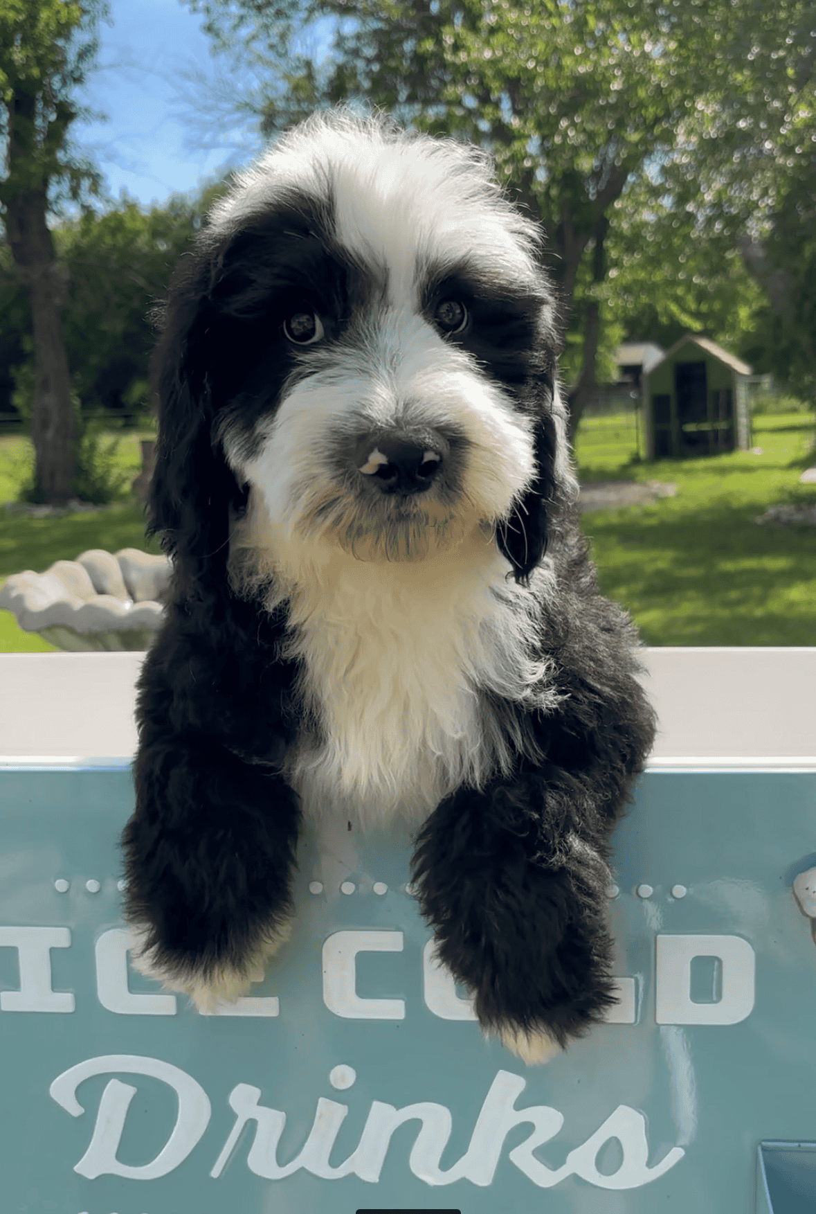 sheepadoodle puppy for sale boy gator