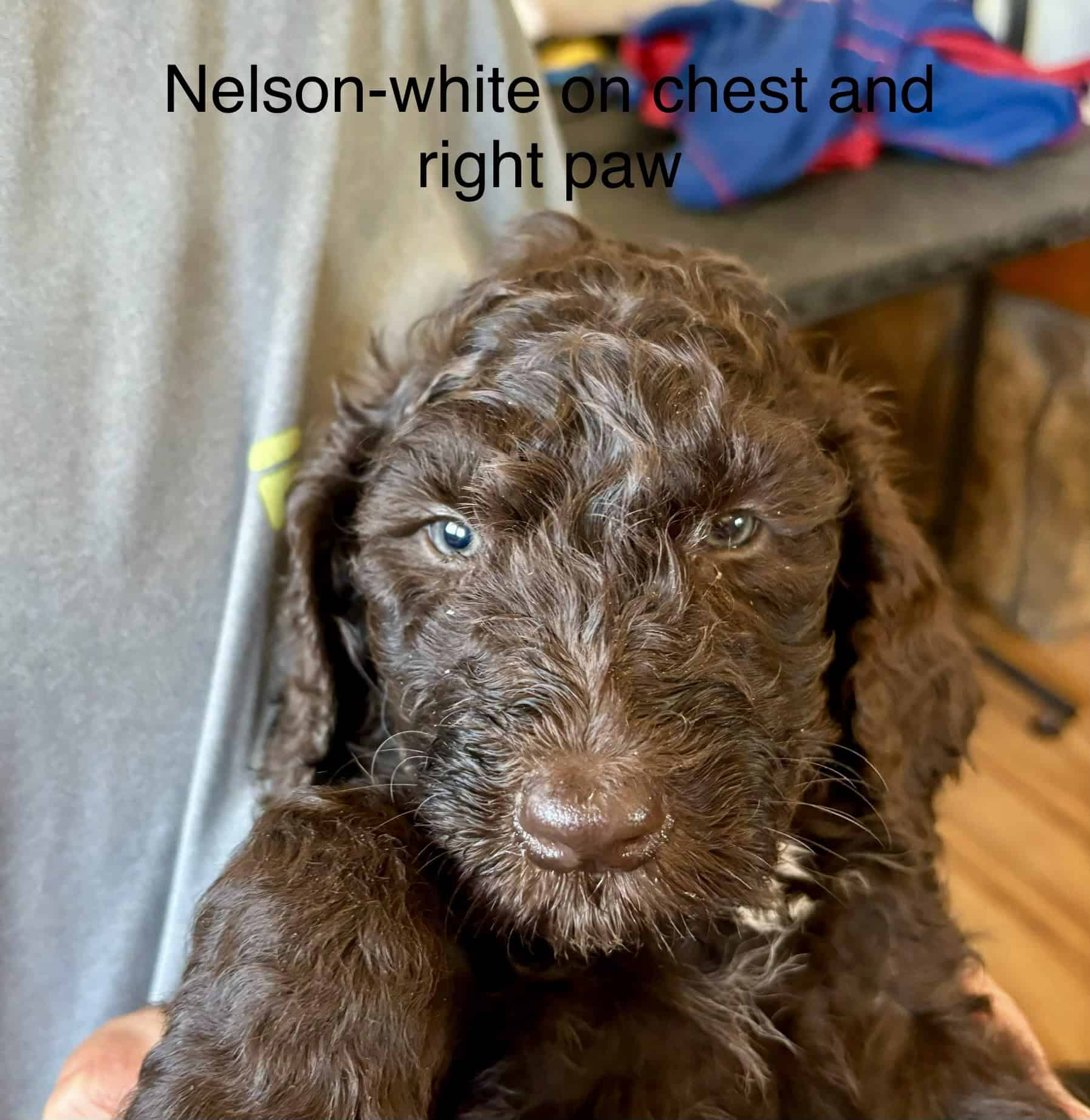 brown-male-doodle-puppy-for-sale